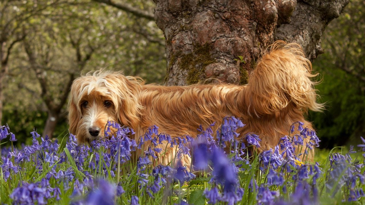 Обои собака, трава, прогулка, цветы, дерево