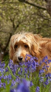 Превью обои собака, трава, прогулка, цветы, дерево