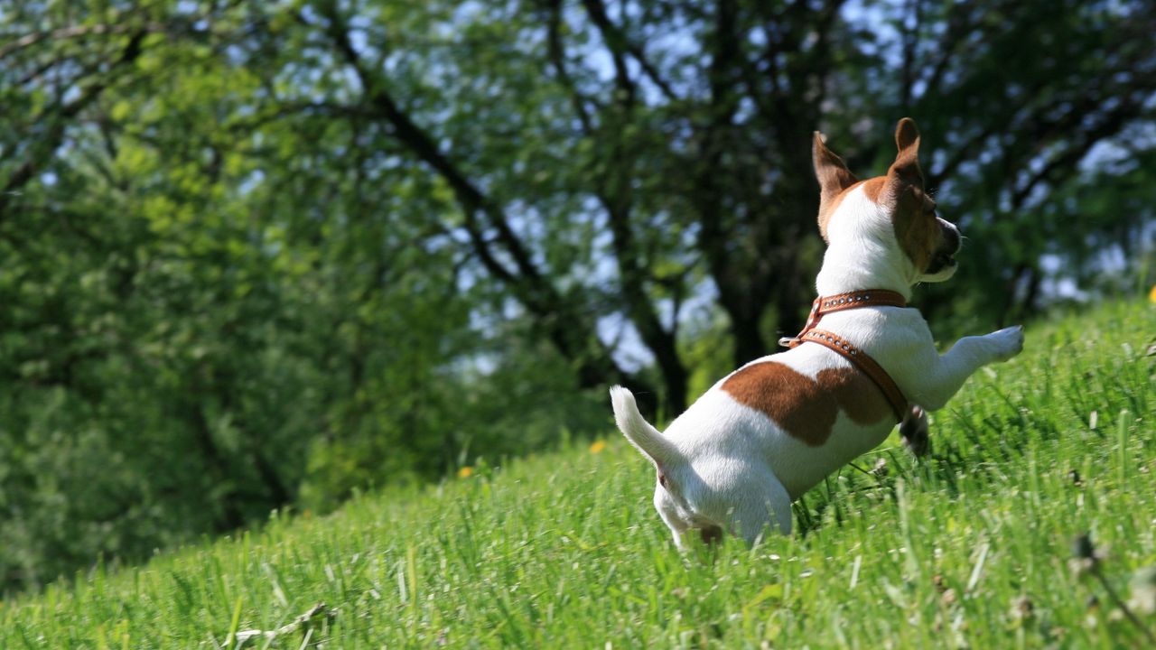 Обои собака, трава, щенок, играть, прыжок