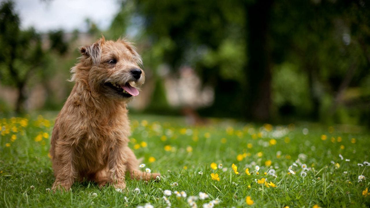 Обои собака, трава, цветы, поляна