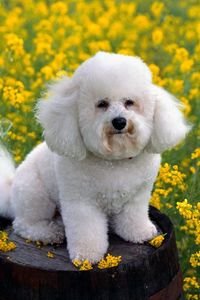 Превью обои собака, трава, цветы, пудель