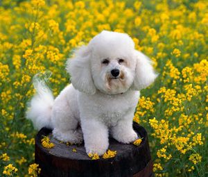 Превью обои собака, трава, цветы, пудель