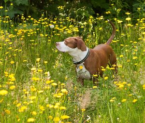 Превью обои собака, трава, цветы