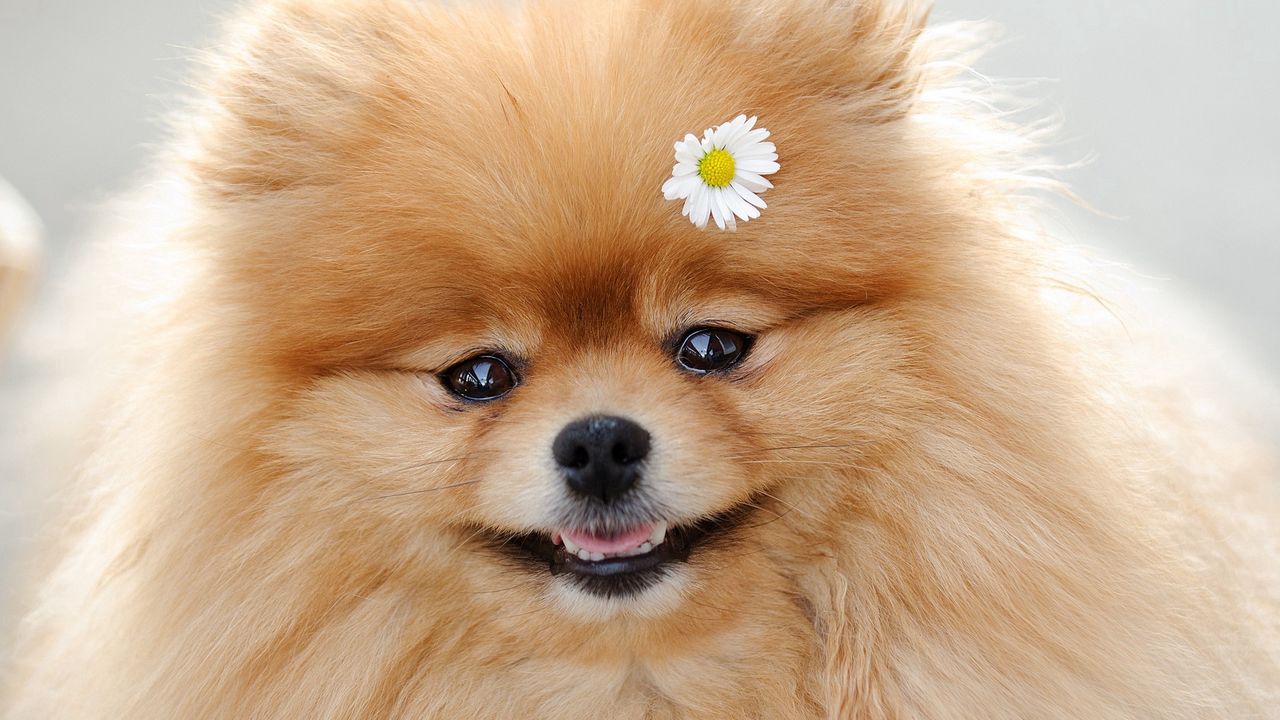 Обои собака, цветок, пушистый, морда, милый