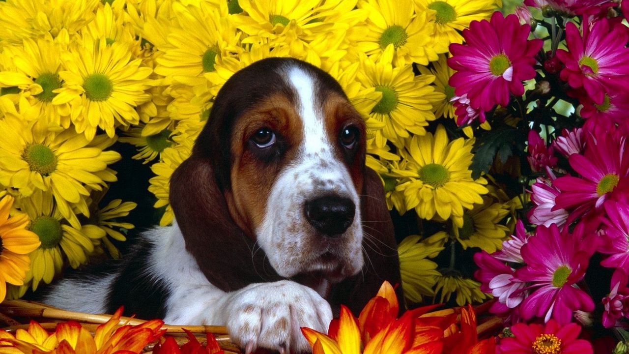 Обои собака, цветы, бассет, сидеть, уши