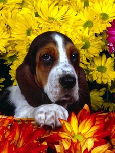 Превью обои собака, цветы, бассет, сидеть, уши