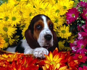 Превью обои собака, цветы, бассет, сидеть, уши