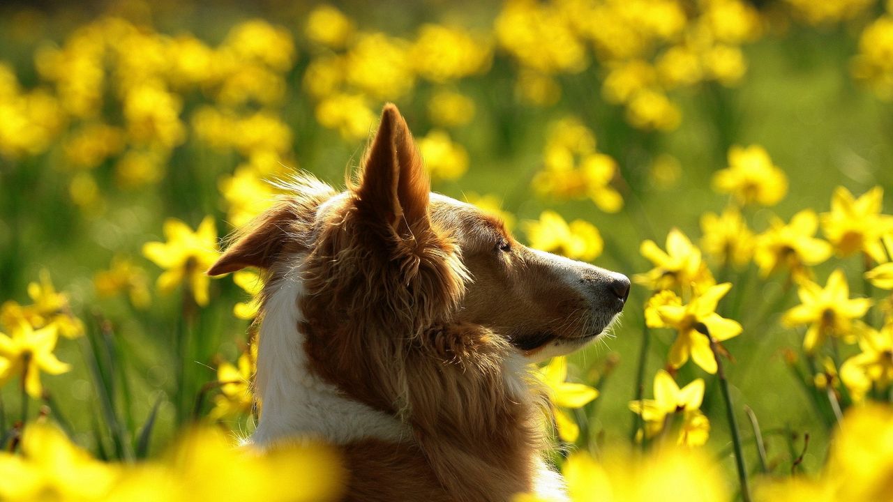 Обои собака, цветы, смазано, уши, морда, профиль