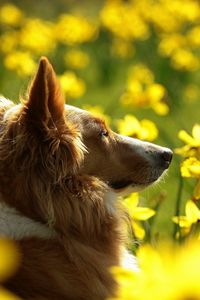 Превью обои собака, цветы, смазано, уши, морда, профиль