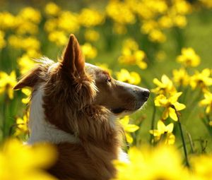 Превью обои собака, цветы, смазано, уши, морда, профиль