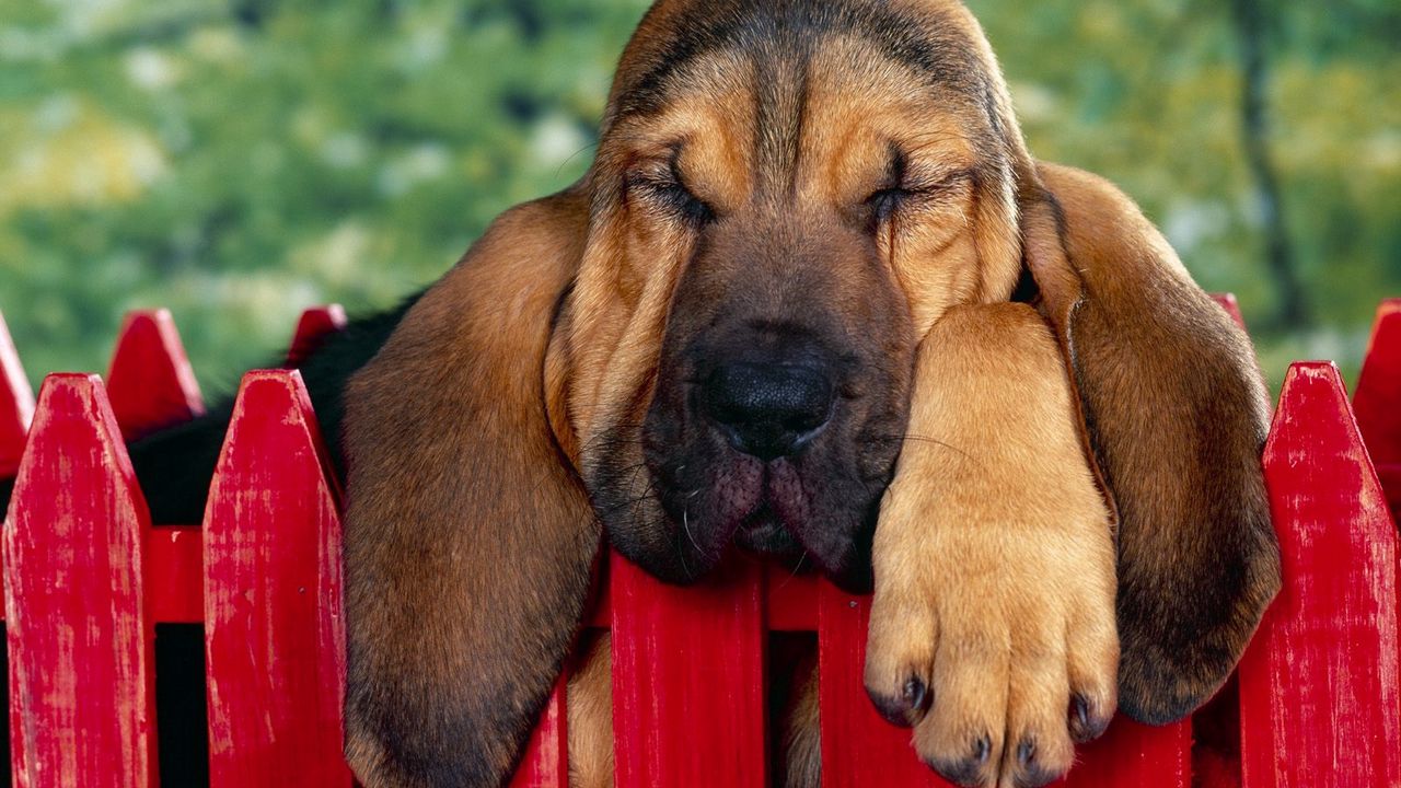 Обои собака, уши, спать, забор, коричневый