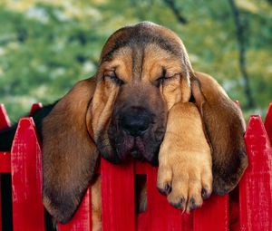 Превью обои собака, уши, спать, забор, коричневый