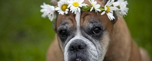 Превью обои собака, венок, цветы, ромашки