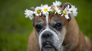 Превью обои собака, венок, цветы, ромашки