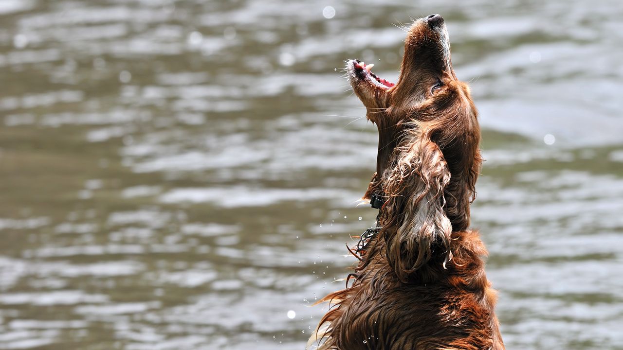 Обои собака, вода, мокрая, игривый, прыжок, открытый рот