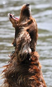 Превью обои собака, вода, мокрая, игривый, прыжок, открытый рот