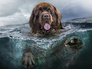 Превью обои собака, воды, язык, плавать, море