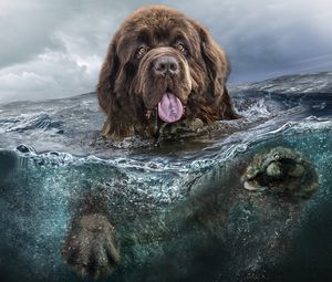 Превью обои собака, воды, язык, плавать, море