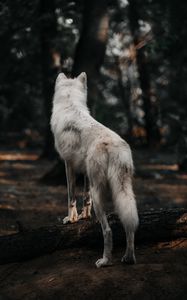 Превью обои собака, волк, белый, лес, шерсть
