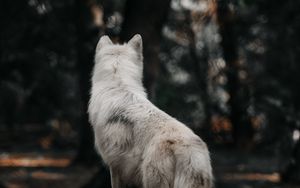 Превью обои собака, волк, белый, лес, шерсть