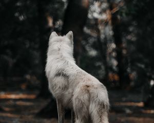 Превью обои собака, волк, белый, лес, шерсть