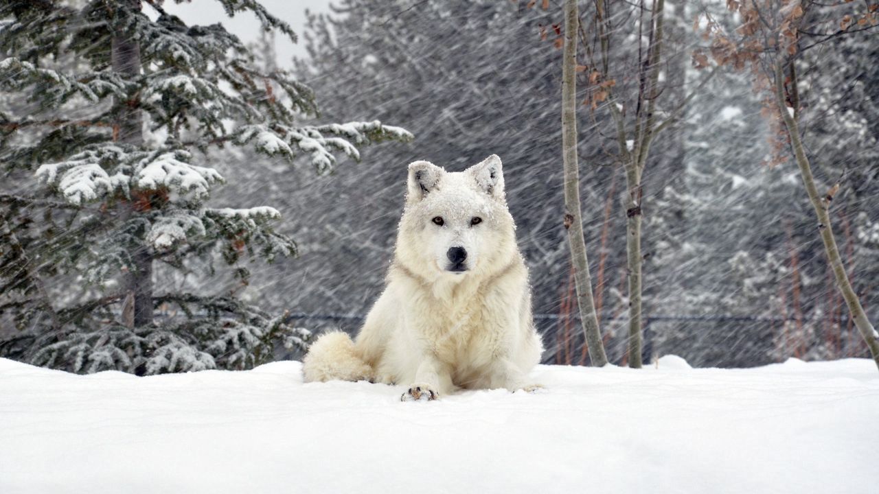 Обои собака, волк, лес, снег, лежать