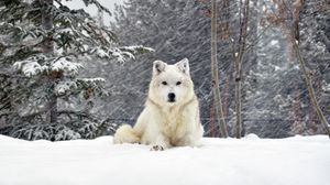 Превью обои собака, волк, лес, снег, лежать