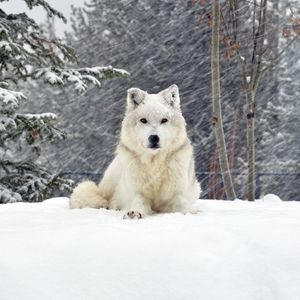 Превью обои собака, волк, лес, снег, лежать