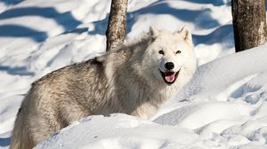 Превью обои собака, волк, снег, зима