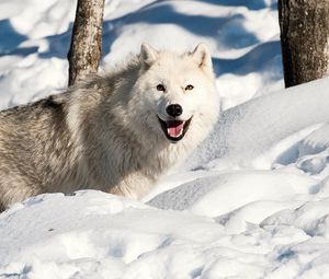 Превью обои собака, волк, снег, зима
