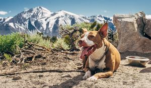 Превью обои собака, высунутый язык, лежит