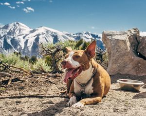 Превью обои собака, высунутый язык, лежит