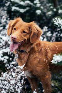 Превью обои собака, высунутый язык, морда, снег, зима