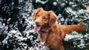 Превью обои собака, высунутый язык, морда, снег, зима