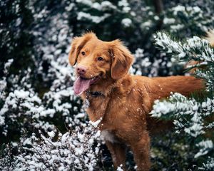 Превью обои собака, высунутый язык, морда, снег, зима