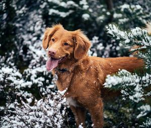 Превью обои собака, высунутый язык, морда, снег, зима