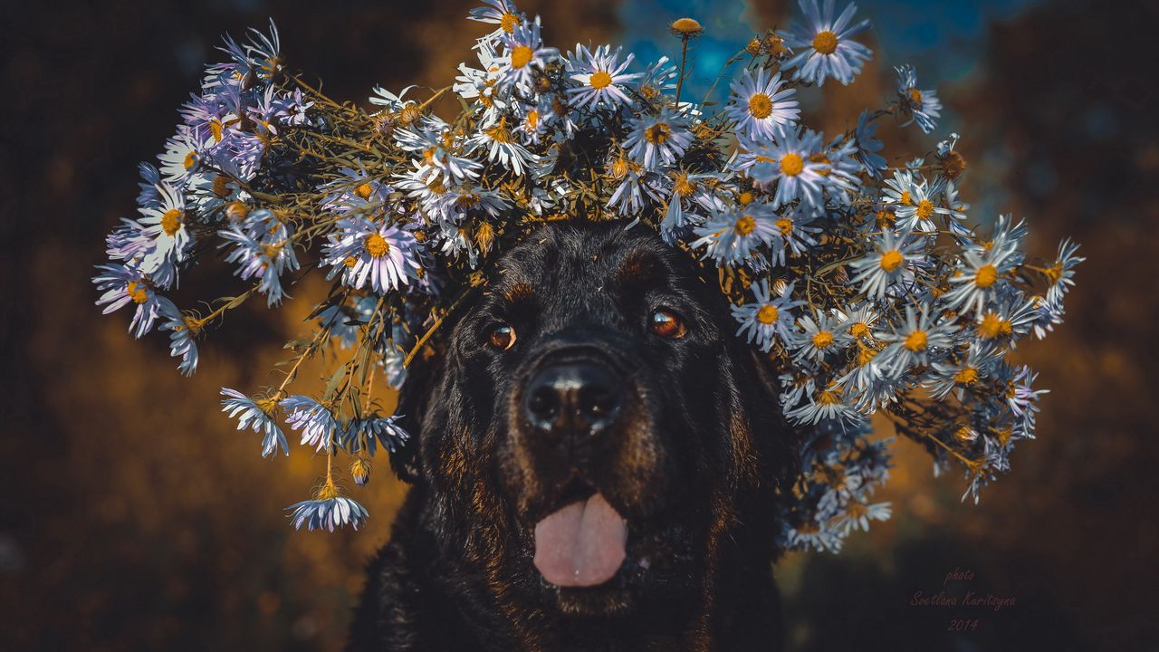 Обои собака, высунутый язык, морда, цветы, венок