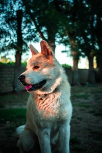 Превью обои собака, высунутый язык, питомец, животное