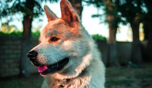 Превью обои собака, высунутый язык, питомец, животное