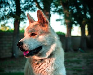 Превью обои собака, высунутый язык, питомец, животное