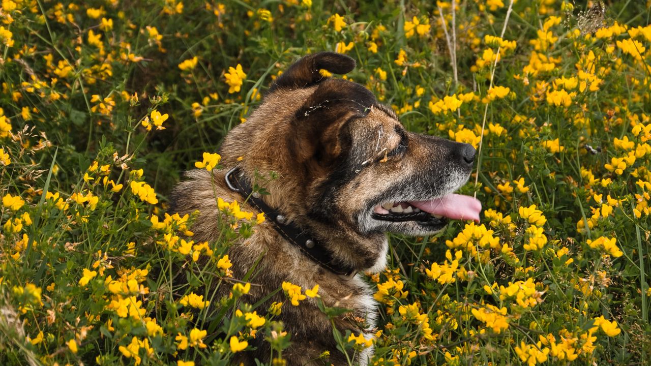 Обои собака, высунутый язык, питомец, цветы, поле