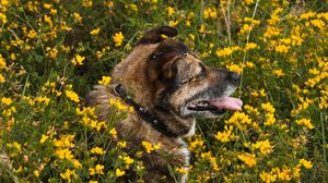Превью обои собака, высунутый язык, питомец, цветы, поле