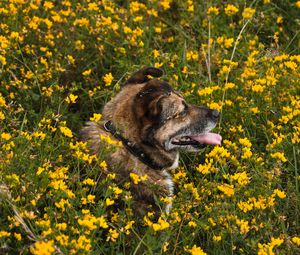 Превью обои собака, высунутый язык, питомец, цветы, поле