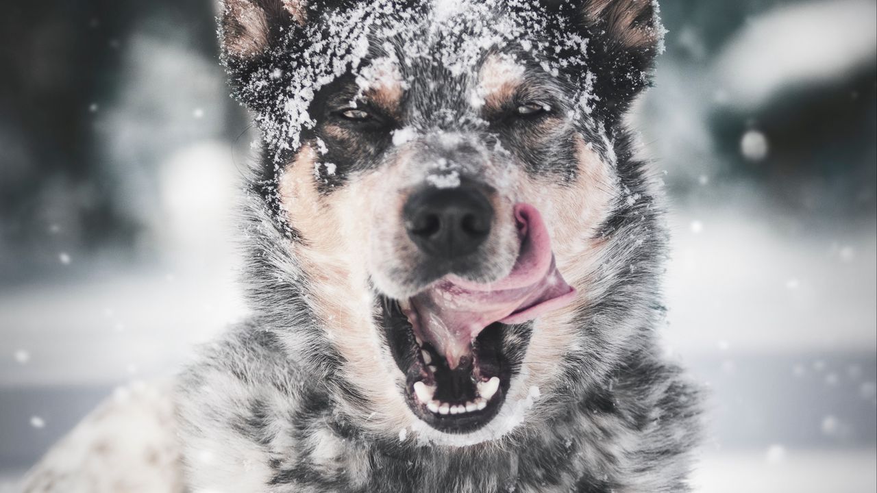 Обои собака, высунутый язык, снег