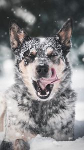 Превью обои собака, высунутый язык, снег