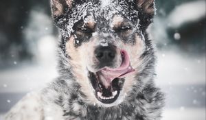 Превью обои собака, высунутый язык, снег