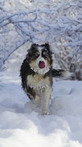 Превью обои собака, высунутый язык, забавный, прикольный, снег