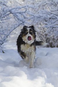 Превью обои собака, высунутый язык, забавный, прикольный, снег