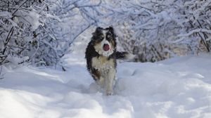 Превью обои собака, высунутый язык, забавный, прикольный, снег