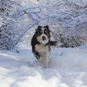 Превью обои собака, высунутый язык, забавный, прикольный, снег